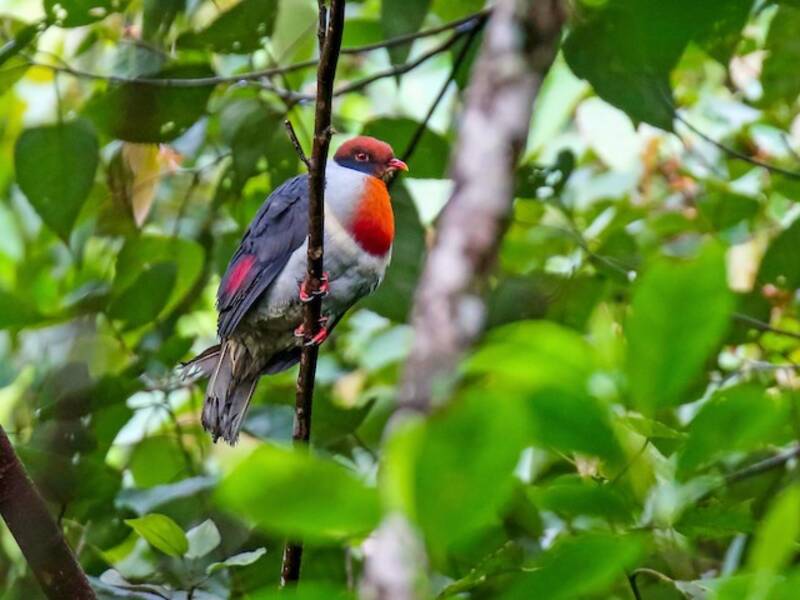 Flame-breasted Fruit-Dove