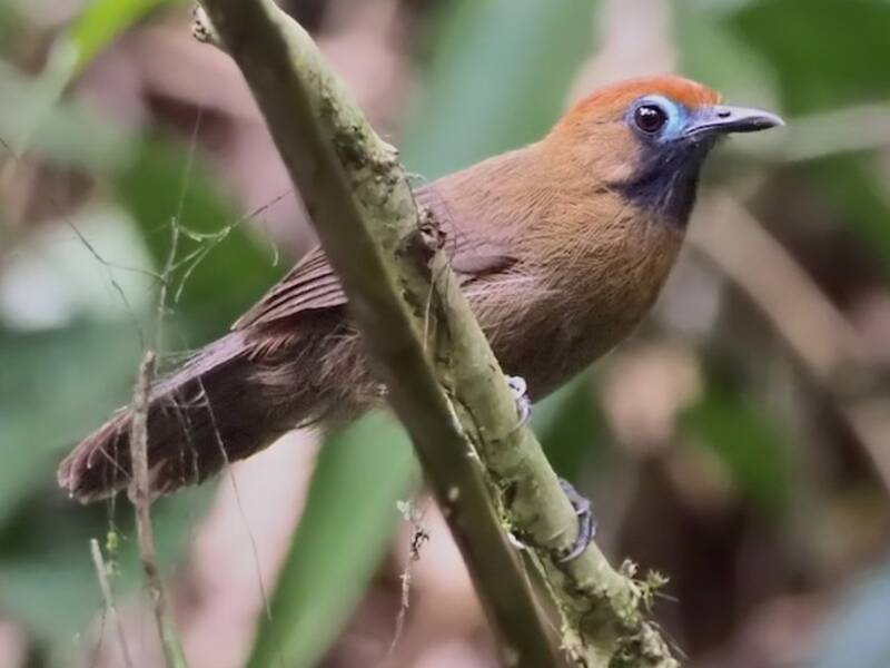 Fluffy-backed Tit-Babbler