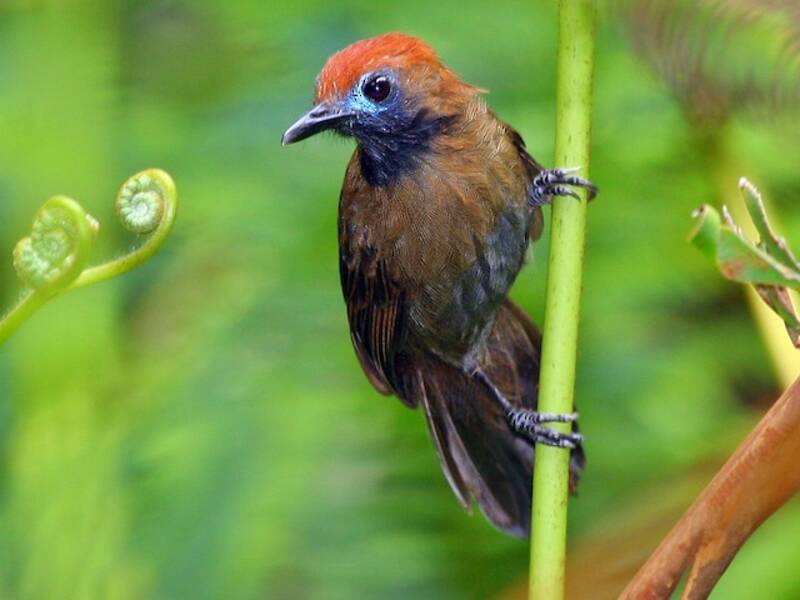 Fluffy-backed Tit-Babbler, Photos 3