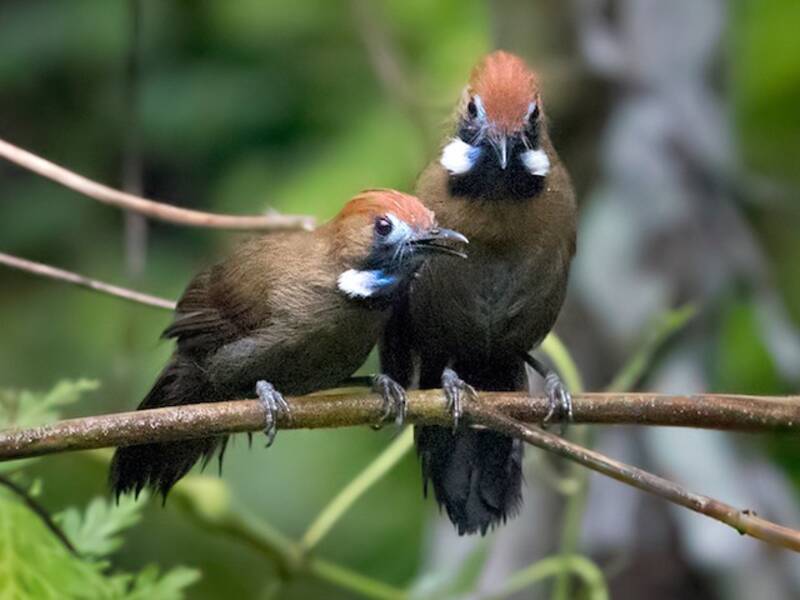 Fluffy-backed Tit-Babbler, Photos 2