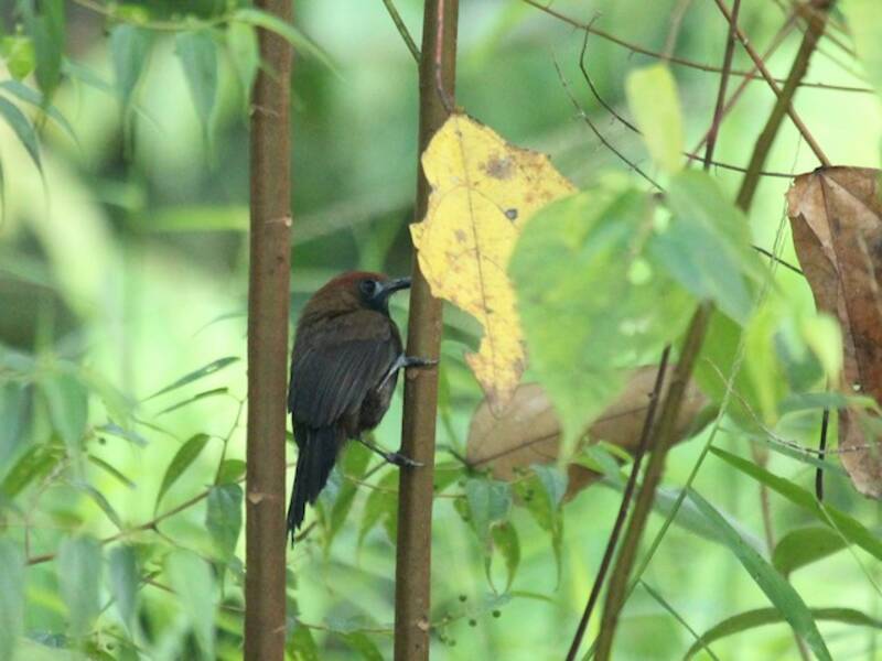 Fluffy-backed Tit-Babbler, Photos 4