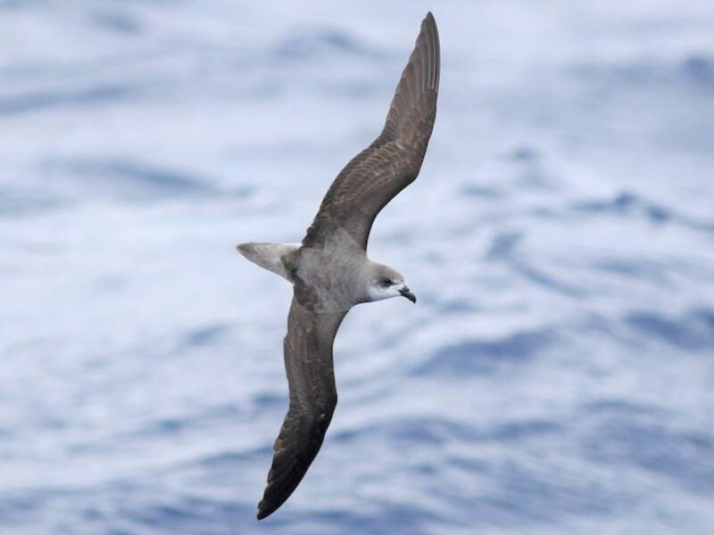 Fea's Petrel