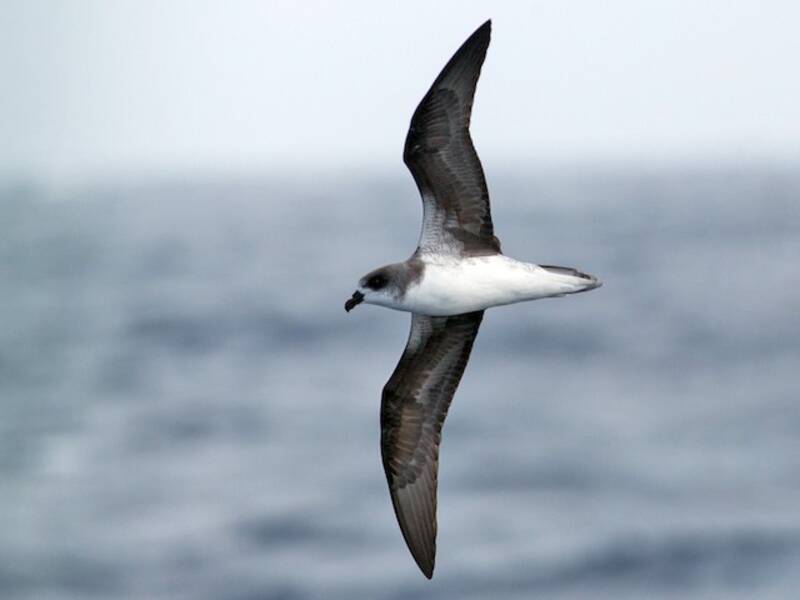 Fea's Petrel, Photos 3