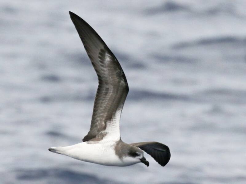 Fea's Petrel, Photos 2