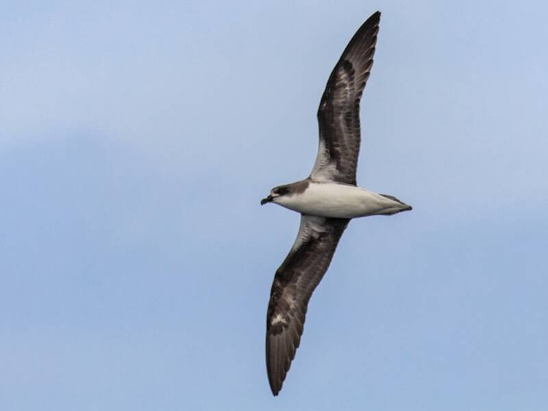 Fea's Petrel, Photos 4