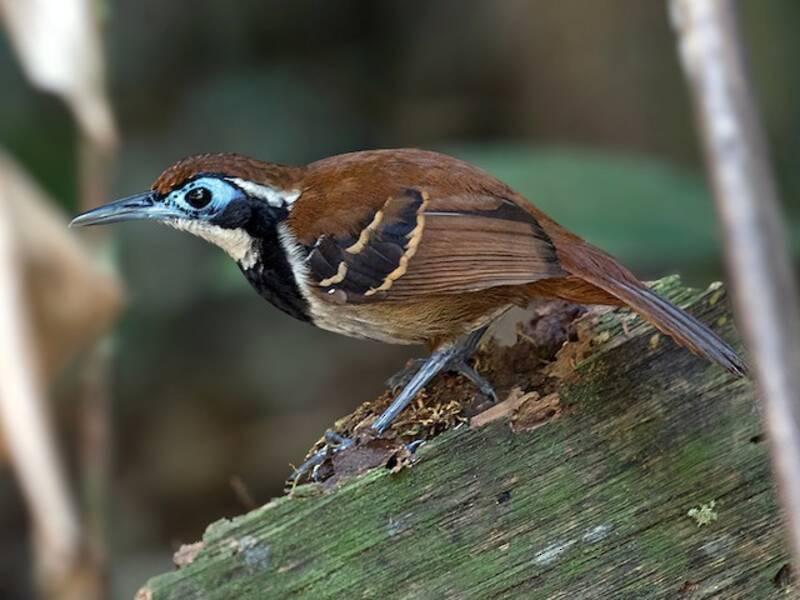 Ferruginous-backed Antbird