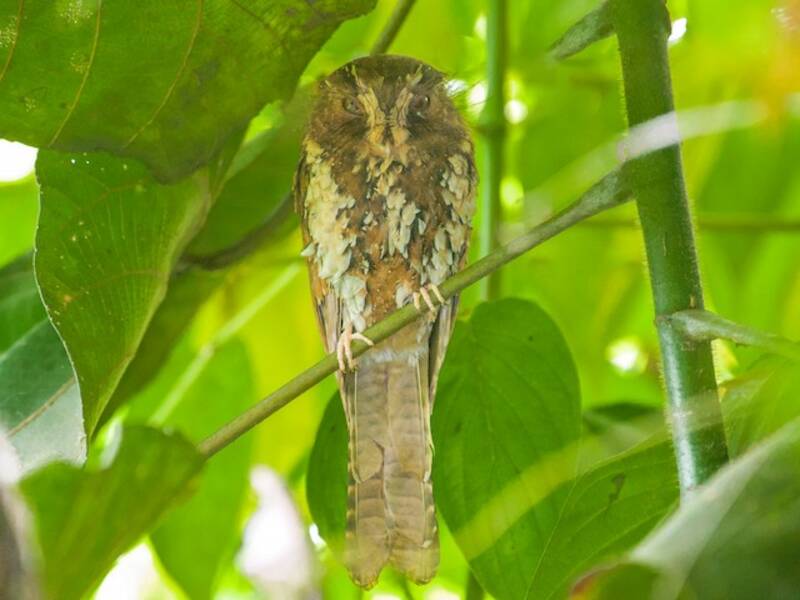 Succiacapre gattino, Foto 3