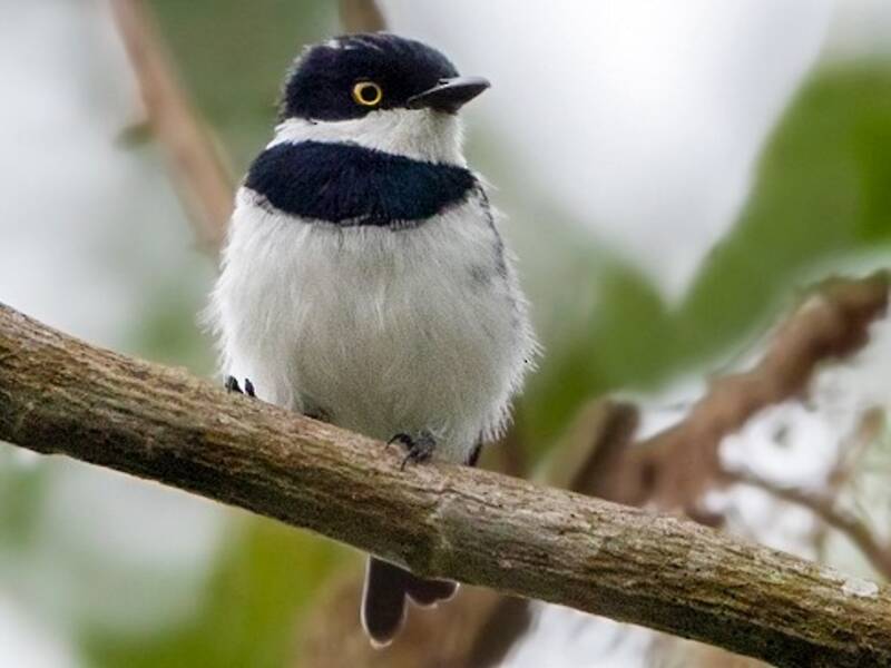 Bioko-Batis, Fotos 2