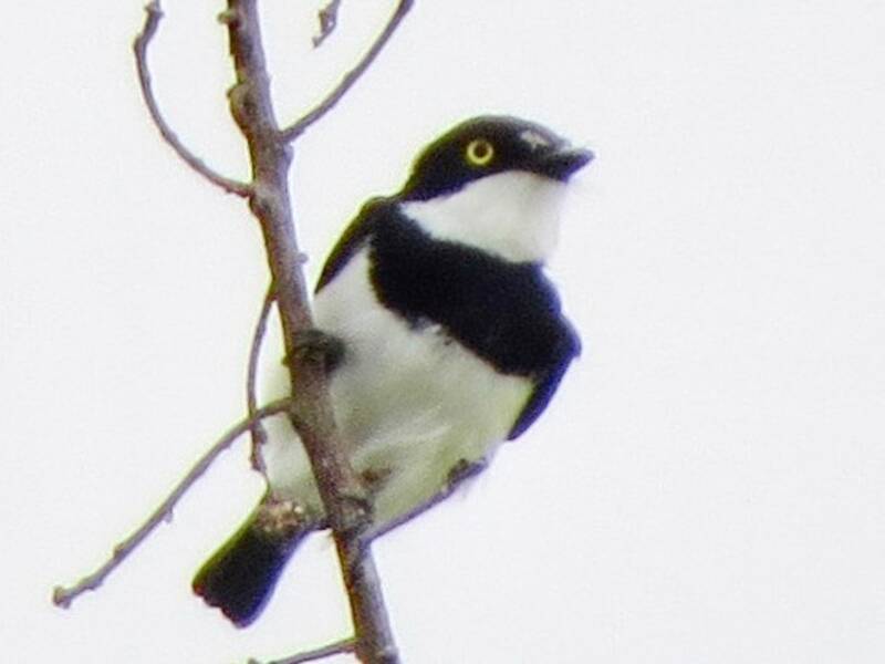 Bioko-Batis
