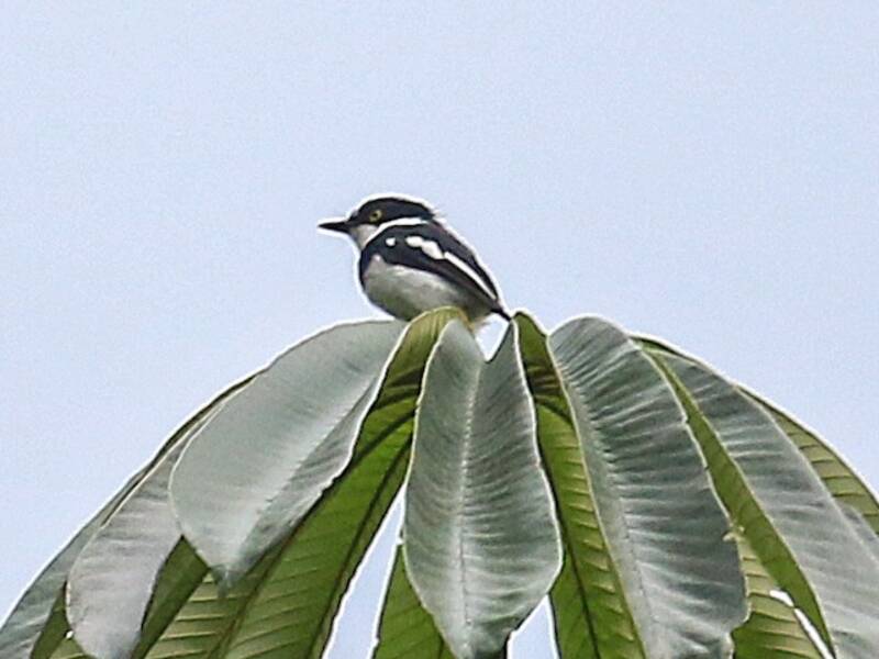 Bioko-Batis, Fotos 3