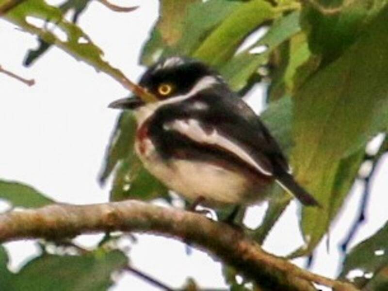 Bioko-Batis, Fotos 4