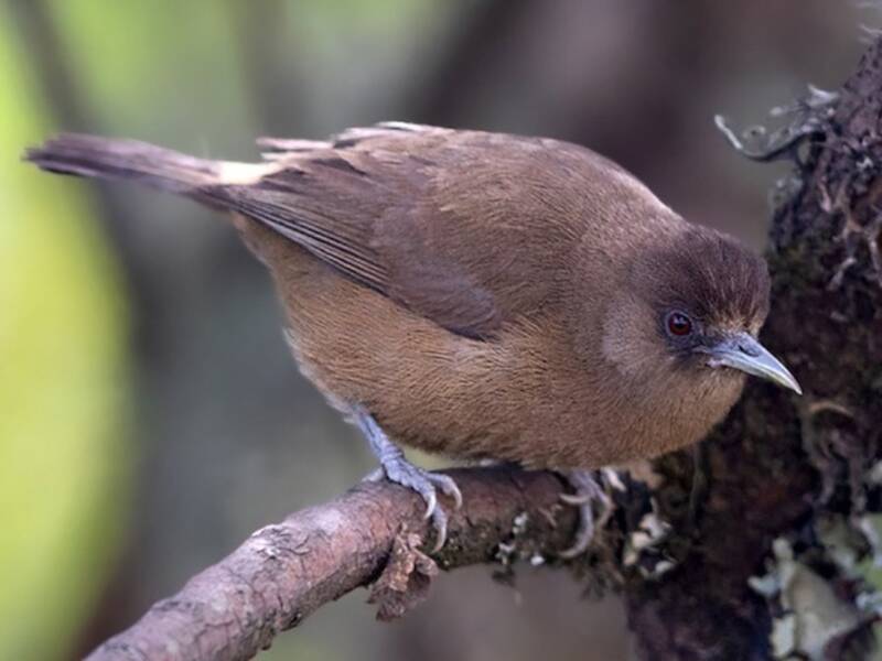 Bioko Speirops, Photos 4