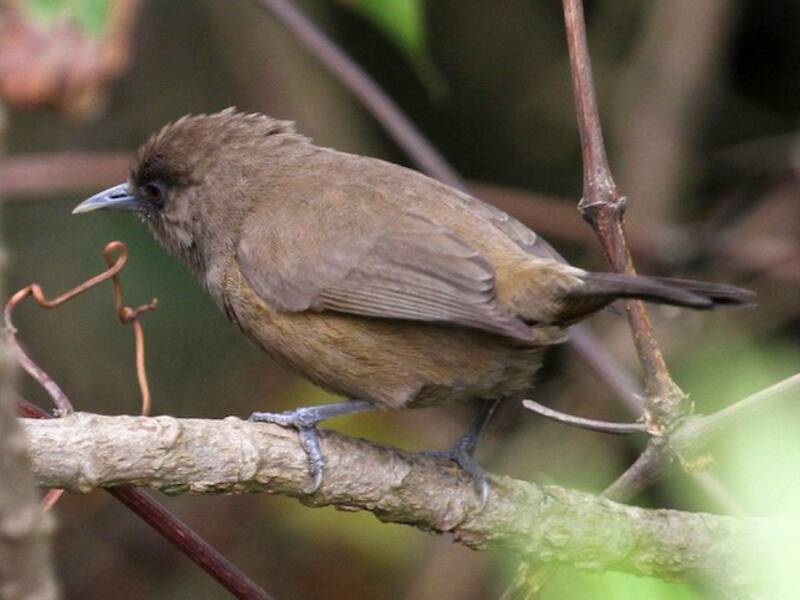 Bioko Speirops, Photos 2