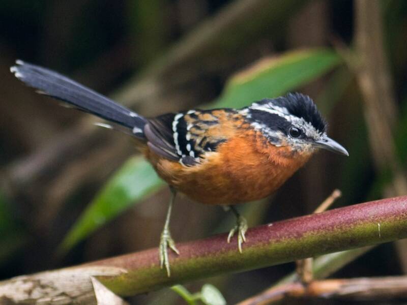 Rostbrauner Ameisenvogel