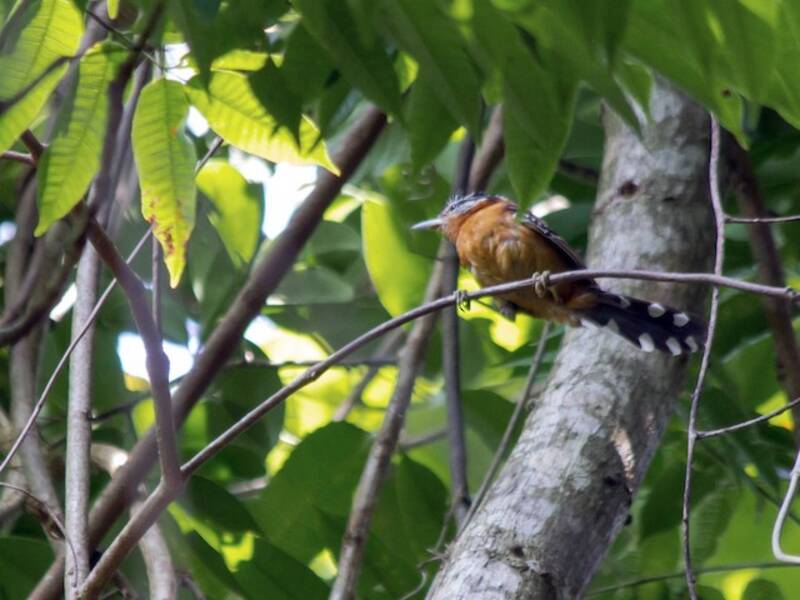 Rostbrauner Ameisenvogel, Fotos 3