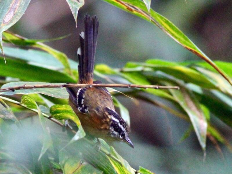 Rostbrauner Ameisenvogel, Fotos 4