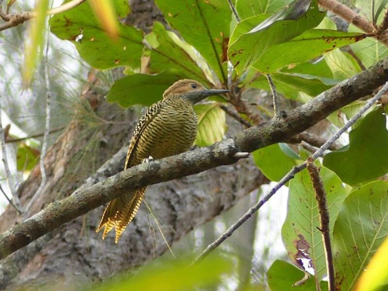 Fernandina's Flicker