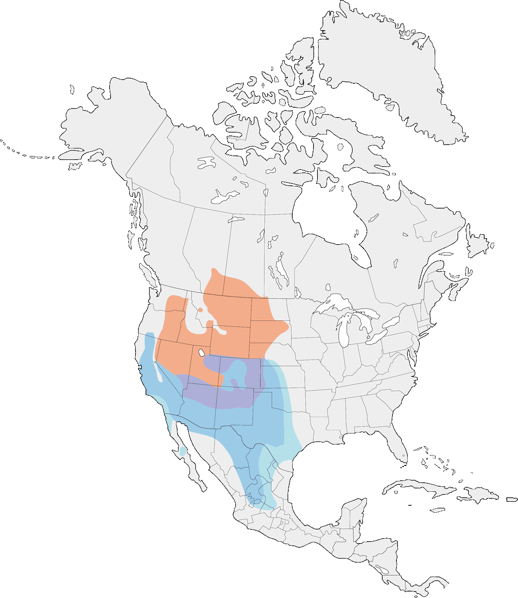 Poiana ferruginosa, Distribuzione 1