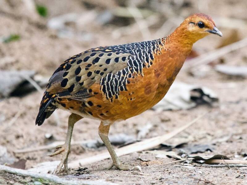 Ferruginous Partridge, Photos 2