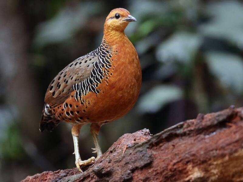 Ferruginous Partridge, Photos 4