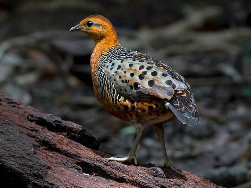Ferruginous Partridge, Photos 3