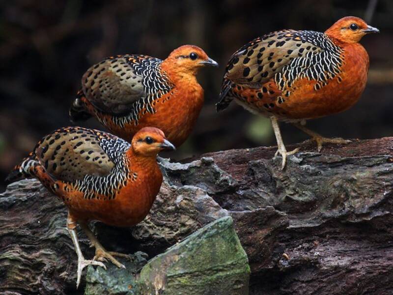 Perdiz Ferruginosa