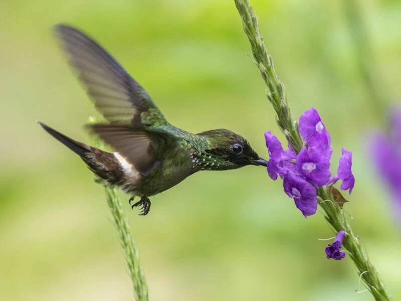 Coquette farfalla, Foto 3