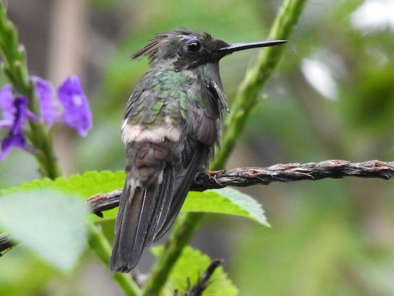 Coquette farfalla