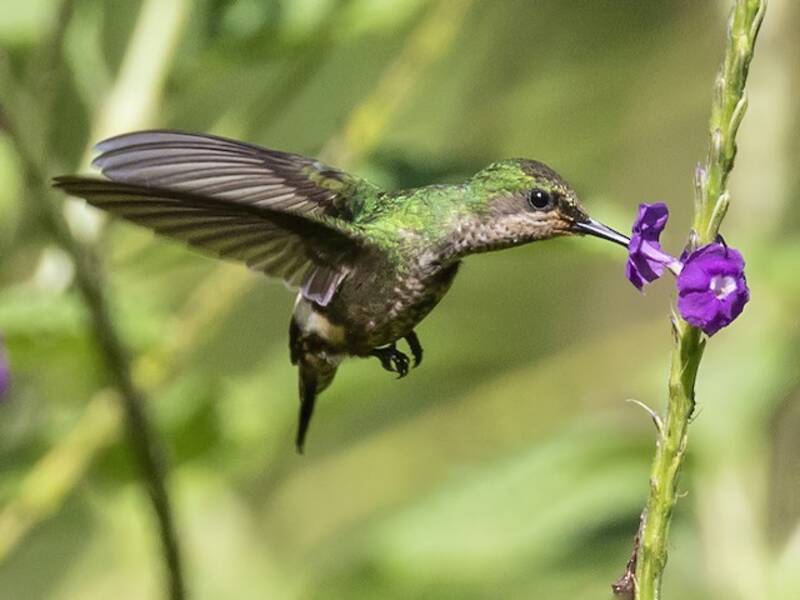 Coquette farfalla, Foto 2