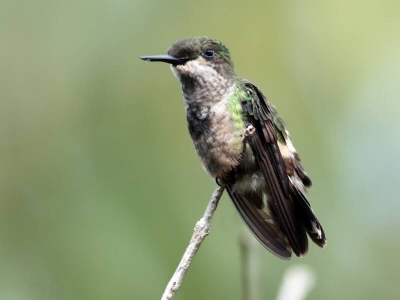 Coquette farfalla, Foto 4