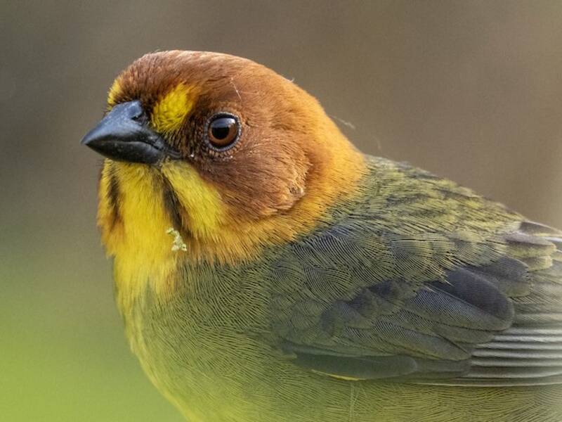 Fulvous-headed Brushfinch