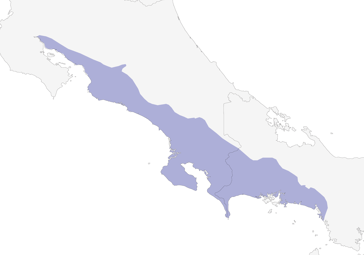 Arasari Piquinaranja, Distribución 1