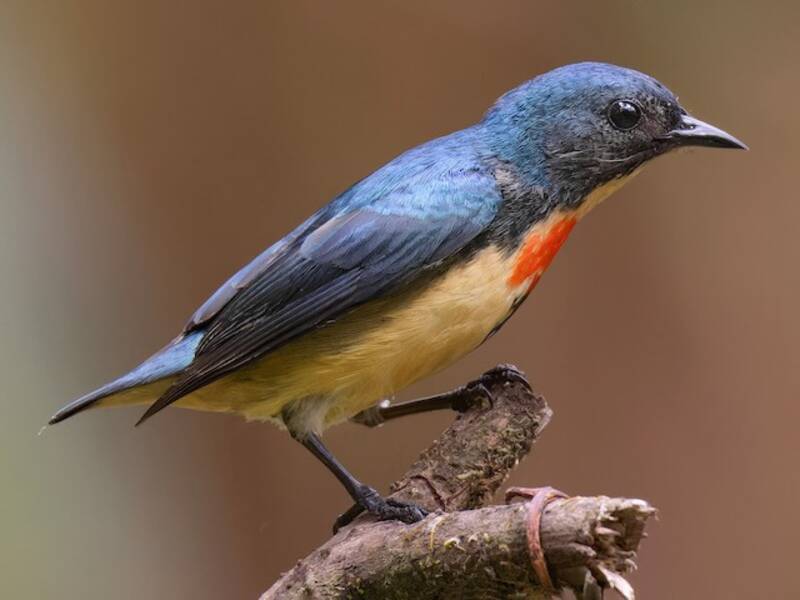 Fire-breasted Flowerpecker, 照片 4