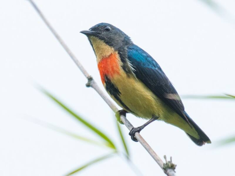Fire-breasted Flowerpecker, 照片 2