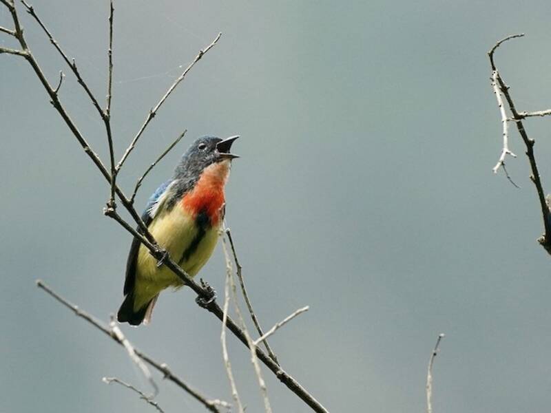 Fire-breasted Flowerpecker