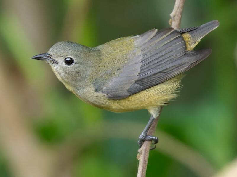Fire-breasted Flowerpecker, 照片 3