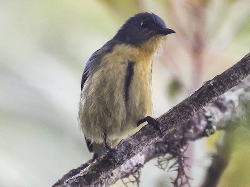 Sumatrazwergmistelfresser, Fotos 3