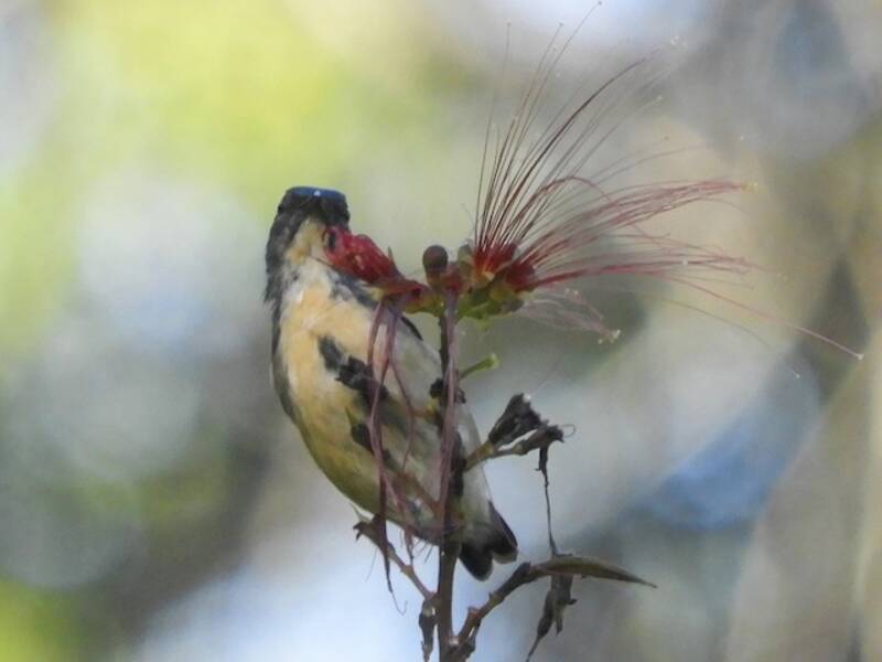Sumatrazwergmistelfresser, Fotos 2