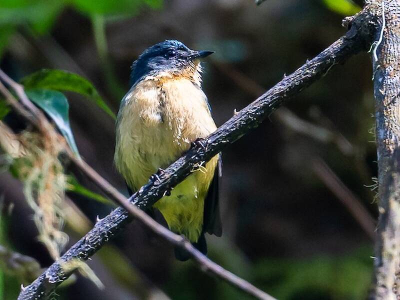Sumatrazwergmistelfresser