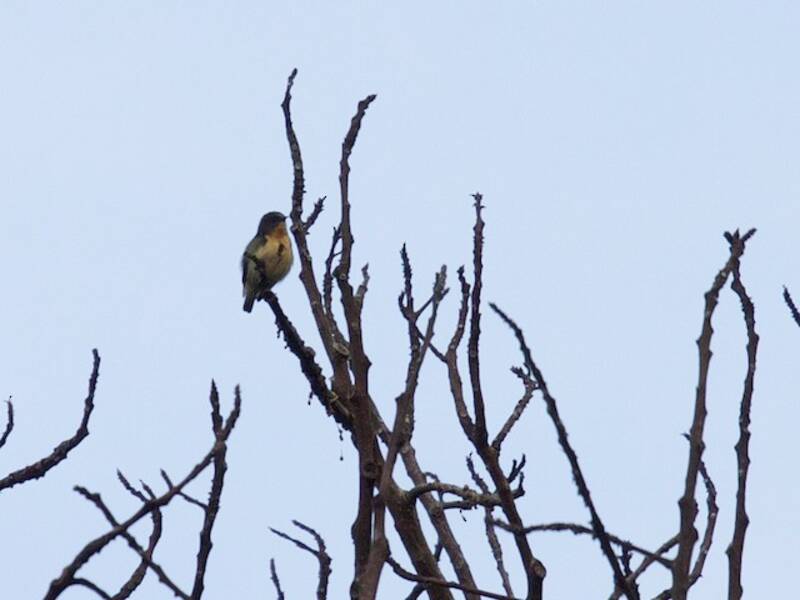 Sumatrazwergmistelfresser, Fotos 4