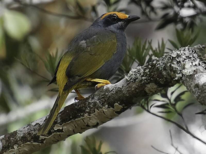 Fiery-browed Myna, Photos 2