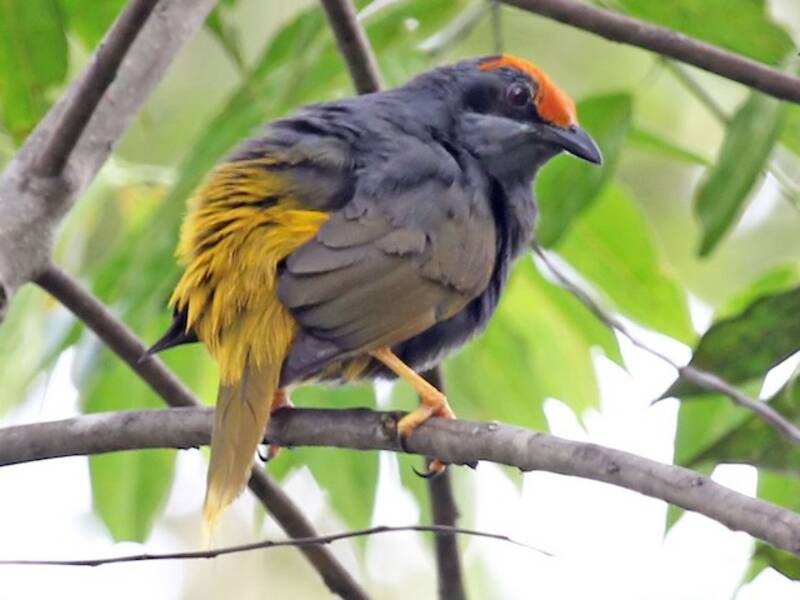 Fiery-browed Myna, Photos 4