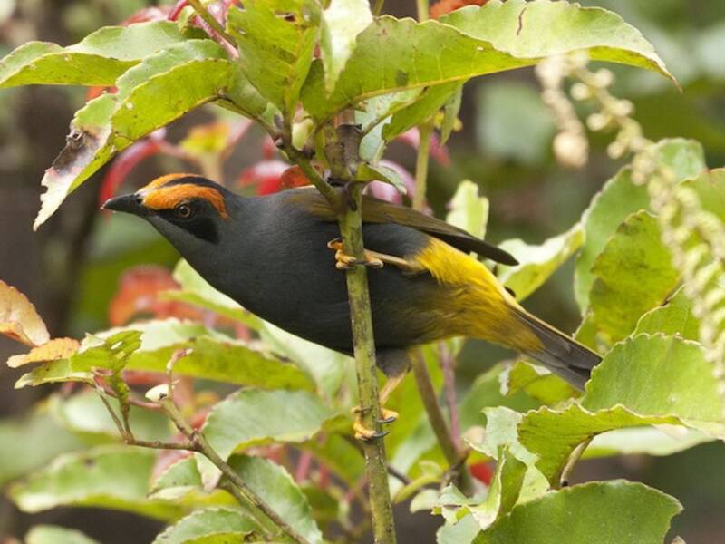 Fiery-browed Myna, Photos 3