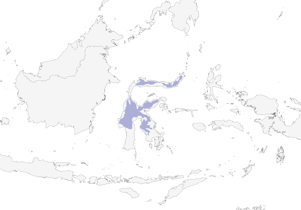 Fiery-browed Myna, Distribution 1