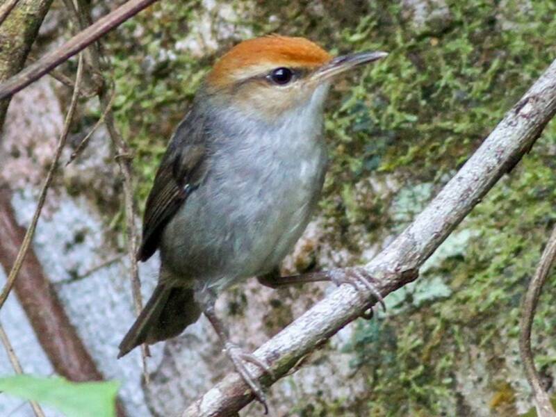 Fiji Bush Warbler, 照片 3