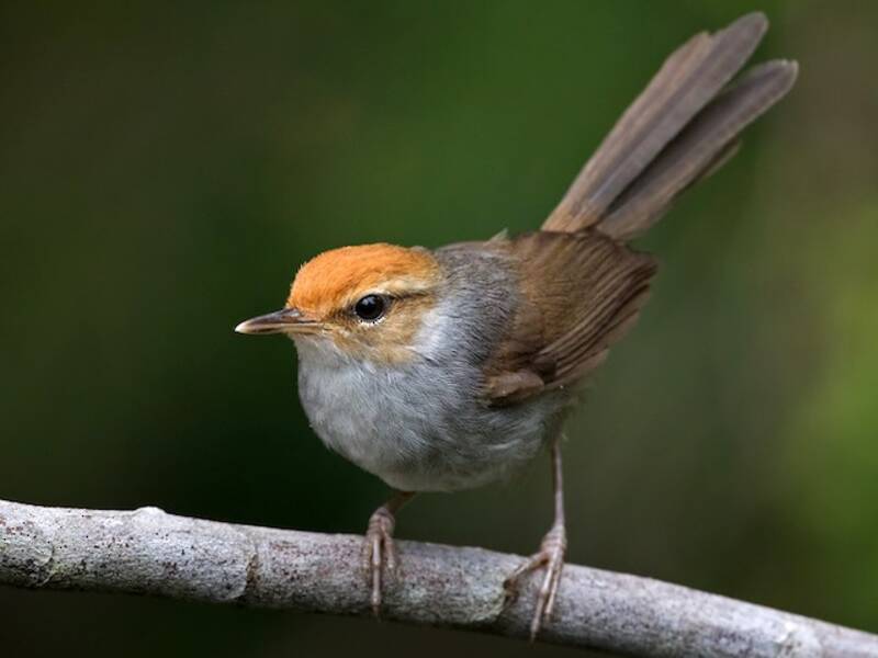 Fiji Bush Warbler, 照片 2