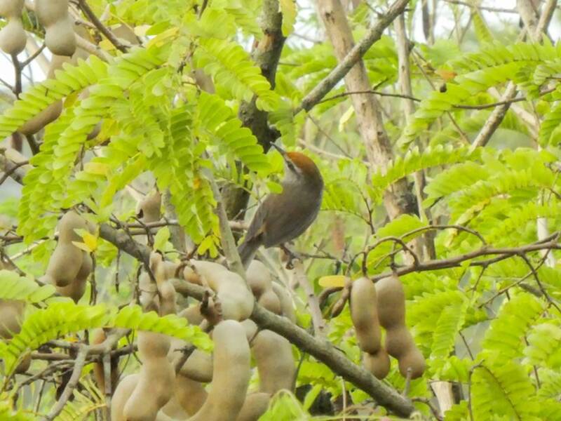 Fiji Bush Warbler, 照片 4