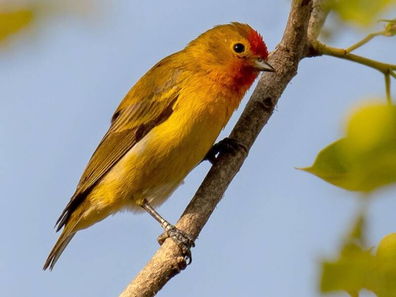 Fire-capped Tit (Cephalopyrus flammiceps)