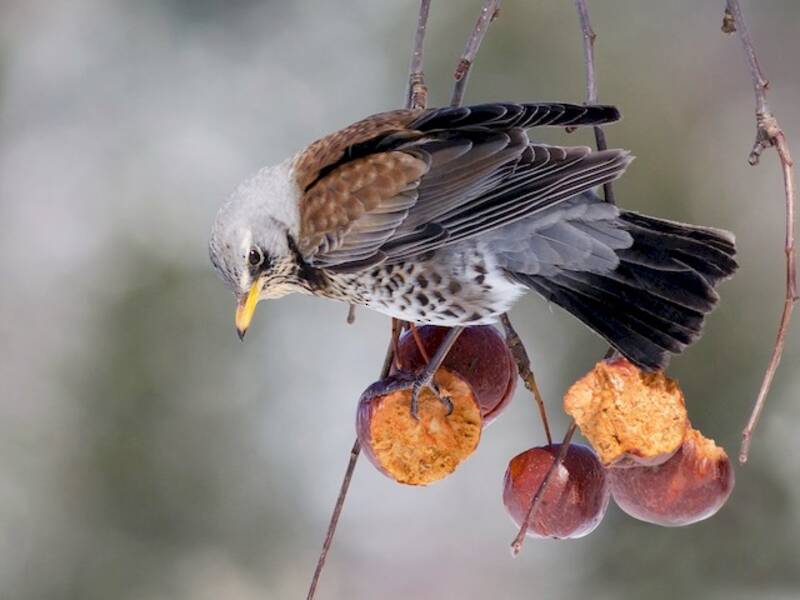 Fieldfare, 照片 4