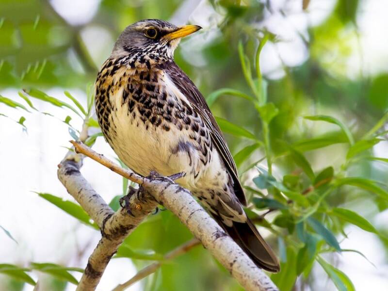 Fieldfare, 照片 3